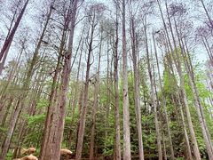 -波尔登森林公园