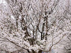 -同济大学(嘉定校区)