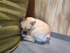 -柯斗斗主题餐厅·狗咖·围炉煮茶·茶饮(国瑞升平里店)