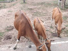 -清迈夜间动物园