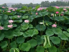 android_upload_pic-长春世界雕塑园冰雪艺术天地