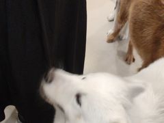 -共舞时光猫咖·狗咖(新街口店)