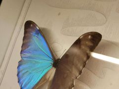 -上海昆虫博物馆