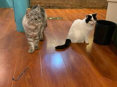 -猫小院猫主题咖啡厅(北锣店)