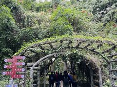 -瑞丽独树成林风景区