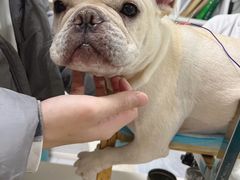 -西安京西宠物医院·瘫痪·疑难杂症