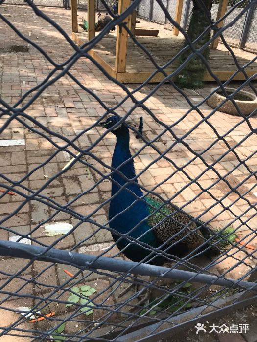 长白岛森林公园图片