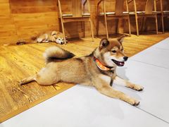 -柴务处·柴犬主题狗咖