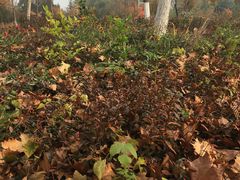 -济南国际园博园