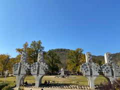 -千年银杏谷文化旅游区