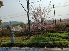 -香雪海