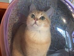 -猫大福·Fortune Cat猫舍(百子湾店)