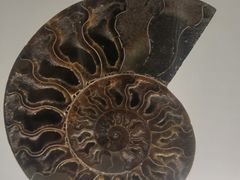 -青岛贝壳博物馆