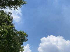 -芭厘农庄老字号·清远鸡