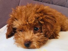 -米苏动物医院·犬猫专科·骨科外科内窥镜