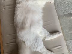 -瞄一喵猫咖(格力海岸店)