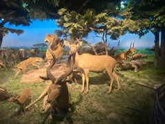 -国家自然博物馆