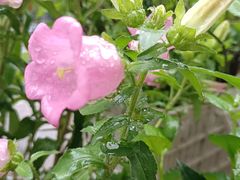 -水德茶馆永德阁