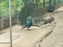 -武汉紫薇都市田园