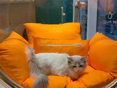 -飞行喵MR PILOT|猫舍·猫咖(静安大融城店)