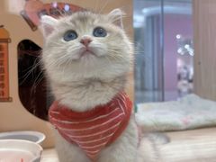 -屋虎猫馆(宝安大仟里店)