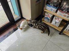 -安安宠医宠物医院·异宠·犬猫内科(岳阳分院)