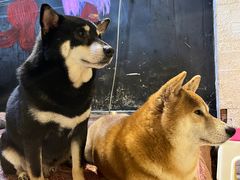 -萌喵咖啡屋(人民东路4号口M16商铺店)