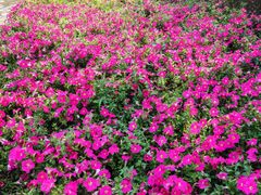 -秦皇岛野生动物园