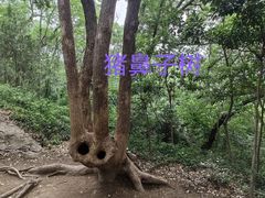 -上海佘山国家森林公园天马山园