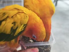 -吉丁鸟咖·异宠·寄养