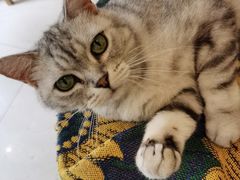 -平行世界·猫咖(首经贸店)