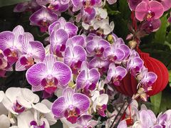 -北京植物园-展览温室