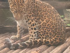 -石家庄市动物园