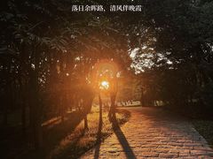 -上海共青森林公园