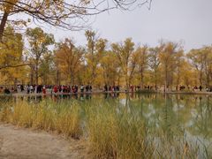 -金塔沙漠胡杨林景区