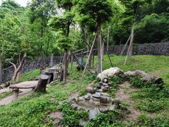 -都江堰中华大熊猫苑