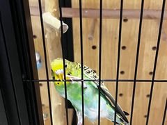 -太湖饭店玉兰厅(自助餐厅)