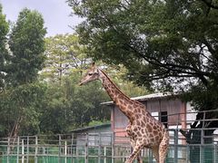 -东莞香市动物园