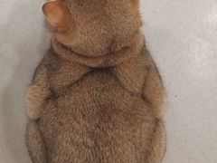 -共舞时光猫咖·狗咖(新街口店)