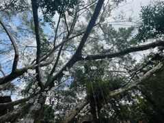 -海南槟榔谷黎苗文化旅游区