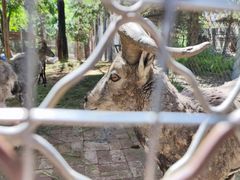 -青藏高原野生动物园