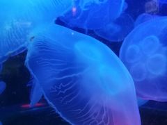 -太平洋海底世界