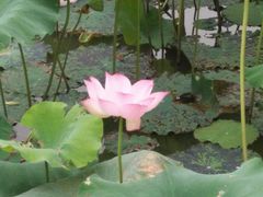 -武汉紫薇都市田园