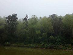 -铁山坪森林公园