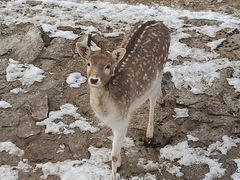 -石家庄市动物园