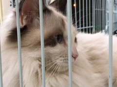 -多卡布奇宠物生活馆(上林世家店)