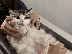 -伟伟宠物医院·CT影像中心·瑞派犬猫综合性门诊(汉口总院)