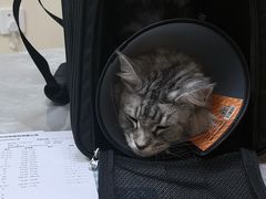 -德元·美联众合24小时动物医院(总院)