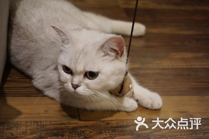 衔蝉猫咖图片 - 第16张