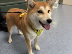 -顺强宠物诊所·狂犬免疫·夜诊·骨科(嘉定店)